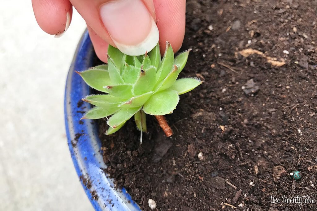 xem chân gà nòi đá,Giới Thiệu Chi Tiết Độ C Giới Thiệu Bài Viết Nhiều Chiều Về Xem Chân Gà Nòi Đá xem chân gà nòi đá,Giới Thiệu Chi Tiết Độ C Giới Thiệu Bài Viết Nhiều Chiều Về Xem Chân Gà Nòi Đá