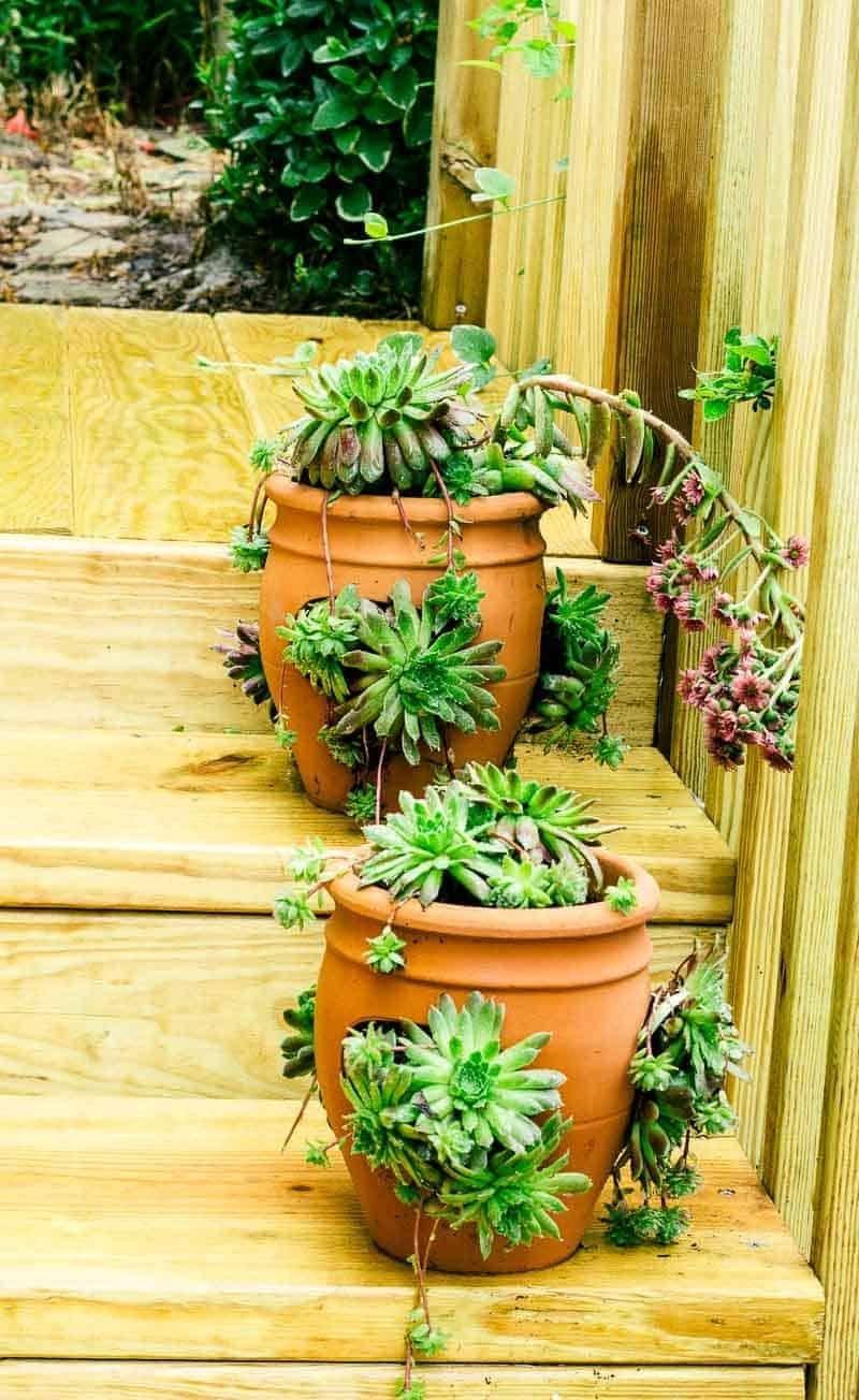cách nuôi gà lông đá cựa sắt,Cách Nuôi Gà Lông Đá Cựa Sắt: Thứ Hai Cho Tiêu Đề Bài Viết cách nuôi gà lông đá cựa sắt,Cách Nuôi Gà Lông Đá Cựa Sắt: Thứ Hai Cho Tiêu Đề Bài Viết