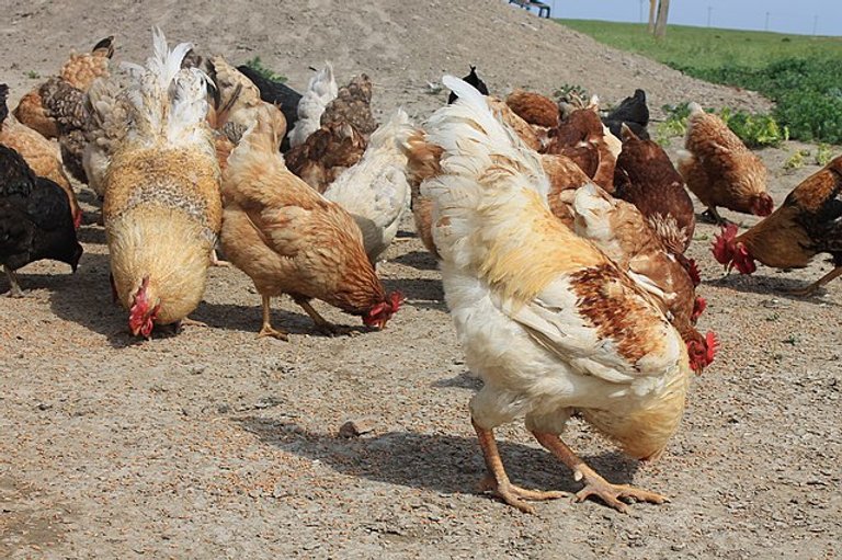 thuốc nuôi gà đá b12,Thức ăn nuôi gà đá B12: Tăng cường sức khỏe và hiệu suất chiến đấu thuốc nuôi gà đá b12,Thức ăn nuôi gà đá B12: Tăng cường sức khỏe và hiệu suất chiến đấu