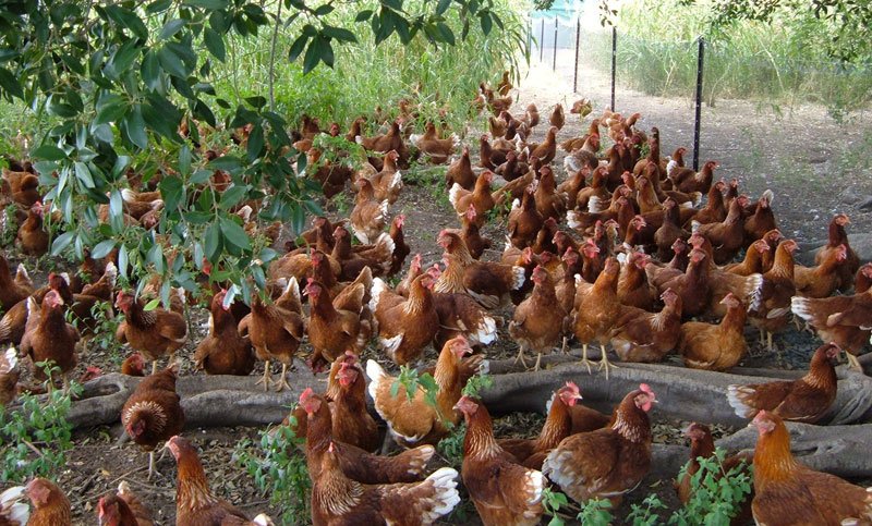trực tiếp đá gà bình luận viên,Trực tiếp đá gà: Những bình luận viên nổi bật và những điều bạn không thể bỏ qua trực tiếp đá gà bình luận viên,Trực tiếp đá gà: Những bình luận viên nổi bật và những điều bạn không thể bỏ qua