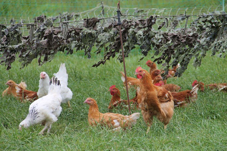 ngày đá gà khét,Giới Thiệu ngày đá gà khét,Giới Thiệu