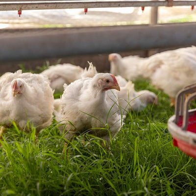đá gà mỹ đồng nai đá gà mỹ đồng nai