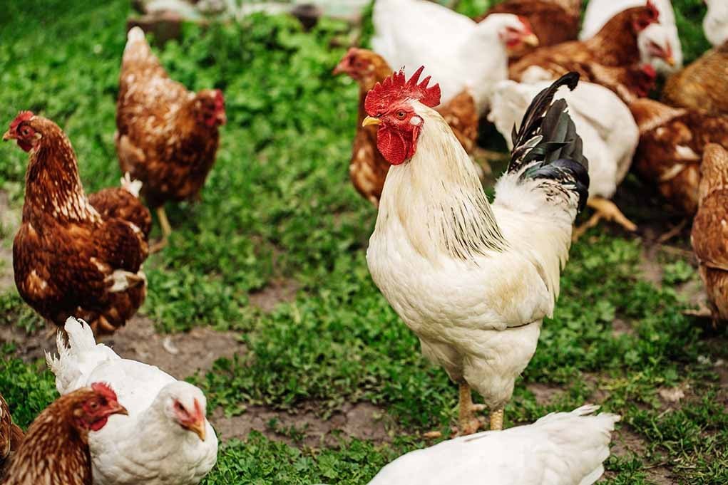 trang trại gà đá ở mỹ,Trang Trại Gà Đá Ở Mỹ: Thứ Hai – Khám Phá Bí Ẩn Của Ngành Thể Thao Độc Đáo trang trại gà đá ở mỹ,Trang Trại Gà Đá Ở Mỹ: Thứ Hai – Khám Phá Bí Ẩn Của Ngành Thể Thao Độc Đáo