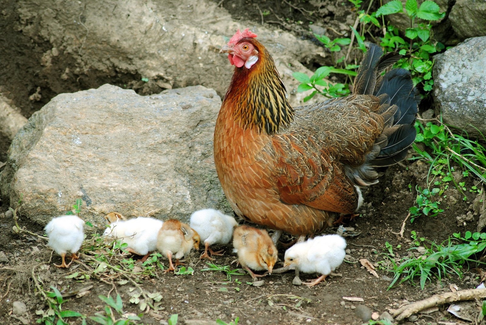 xem đá gà bịp,Đột phá trong Hóa học: Sản xuất Tự động và Hiệu quả của Hóa Chất Đa Đ置换六苯并[a,b,g,j,m,p]蒄
