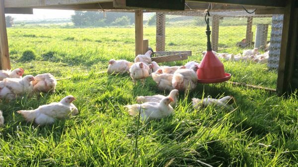 trại gà đá trà vinh,Trại Gà Đá Trà Vinh: Nơi Điểm Đèn Trong Cộng Đồng Đá Gà trại gà đá trà vinh,Trại Gà Đá Trà Vinh: Nơi Điểm Đèn Trong Cộng Đồng Đá Gà