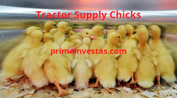 xem ngày ra trận đá gà,Chi Tiết Độ C: XEM NGÀY RA TRẬN ĐÁ GÀ THỨ HAI xem ngày ra trận đá gà,Chi Tiết Độ C: XEM NGÀY RA TRẬN ĐÁ GÀ THỨ HAI