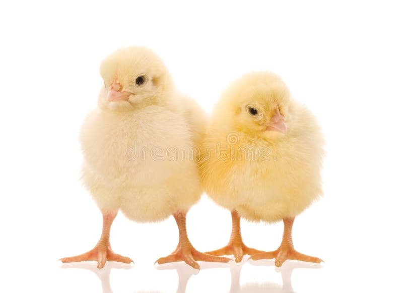 đá gà nòi cựa sắt ăn tiền,Đá gà nòi cựa sắt ăn tiền: Thứ hai – Một cuộc chiến không chỉ là về sức mạnh