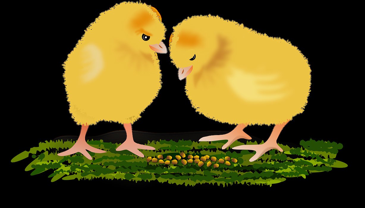 cách nhìn gà biết lối đá,Cách nhìn gà biết lối đá – Đặc điểm và kỹ năng nhận biết trong môn đá gà cách nhìn gà biết lối đá,Cách nhìn gà biết lối đá – Đặc điểm và kỹ năng nhận biết trong môn đá gà