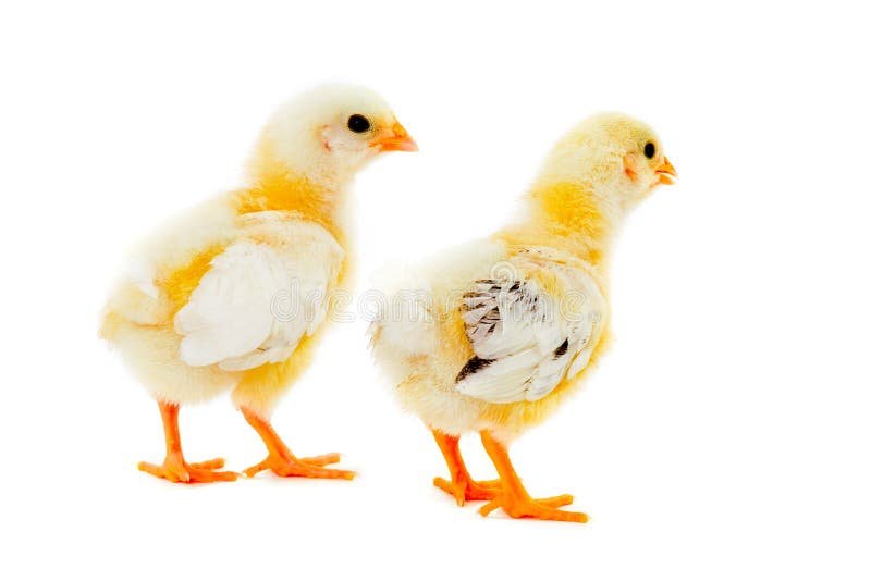 thịt gà đã luộc bỏ ngăn đá có sao không thịt gà đã luộc bỏ ngăn đá có sao không