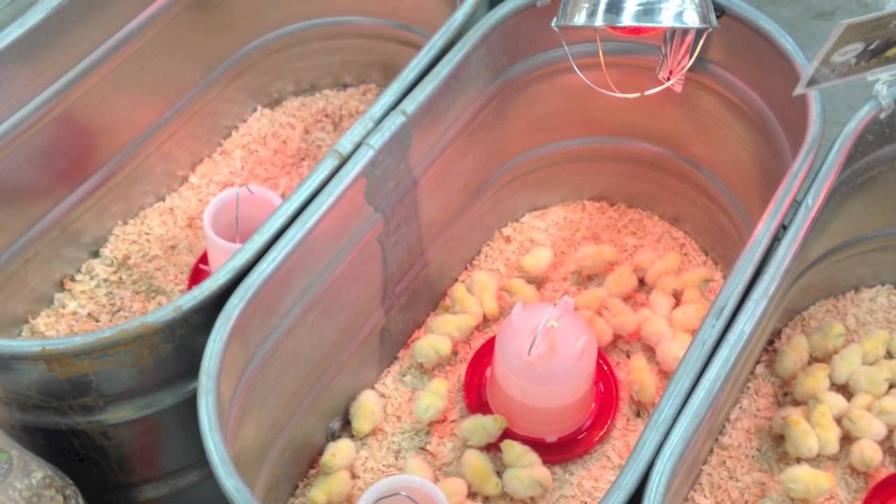 đá gà trực tiếp 369,Đá gà trực tiếp 369: Thứ hai, Một Cuộc Đấu Tranh Đỉnh Cao đá gà trực tiếp 369,Đá gà trực tiếp 369: Thứ hai, Một Cuộc Đấu Tranh Đỉnh Cao