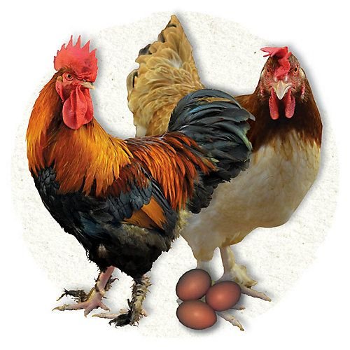 đá gà nòi trực tiếp thomo đá gà nòi trực tiếp thomo