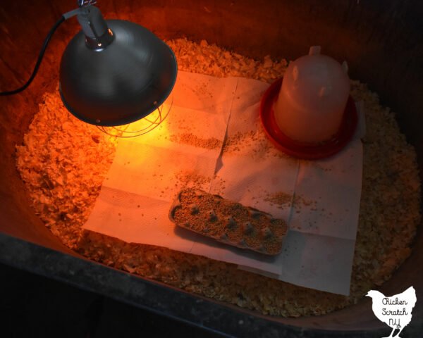 gà đá trường lớn,Giới thiệu chi tiết về đề tài “gà đá trường lớn” gà đá trường lớn,Giới thiệu chi tiết về đề tài “gà đá trường lớn”