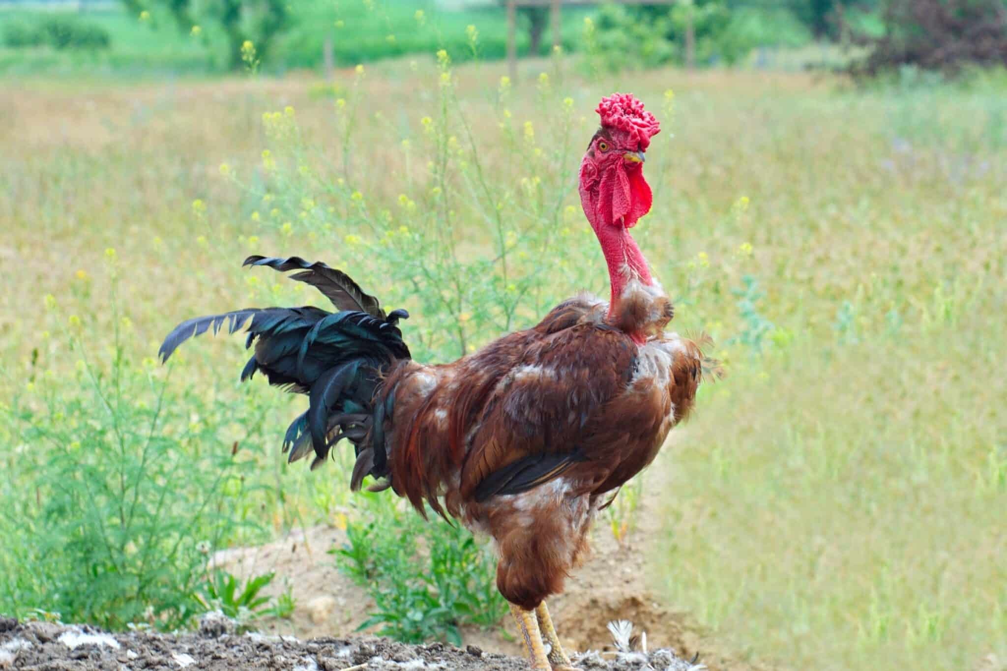 gà đá gà đồng tháp gà đá gà đồng tháp