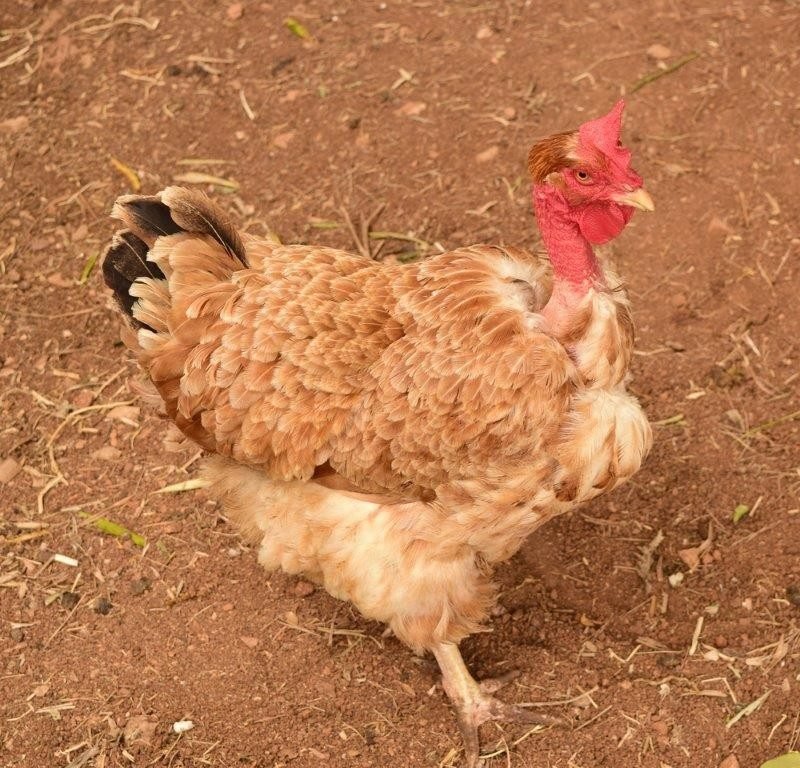 tướng gà đá hay tướng gà đá hay