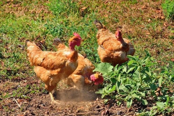 những trận gà đá tiền lớn của phúc bình dương,Những Trận Gà Đá Tiền Lớn Của Phúc Bình Dương: Thứ Hai những trận gà đá tiền lớn của phúc bình dương,Những Trận Gà Đá Tiền Lớn Của Phúc Bình Dương: Thứ Hai