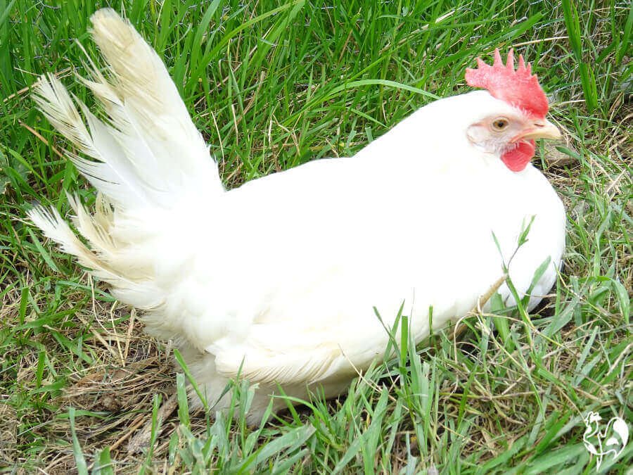cách chọn gà đá ở thomo,1. Hiểu biết về gà đá
