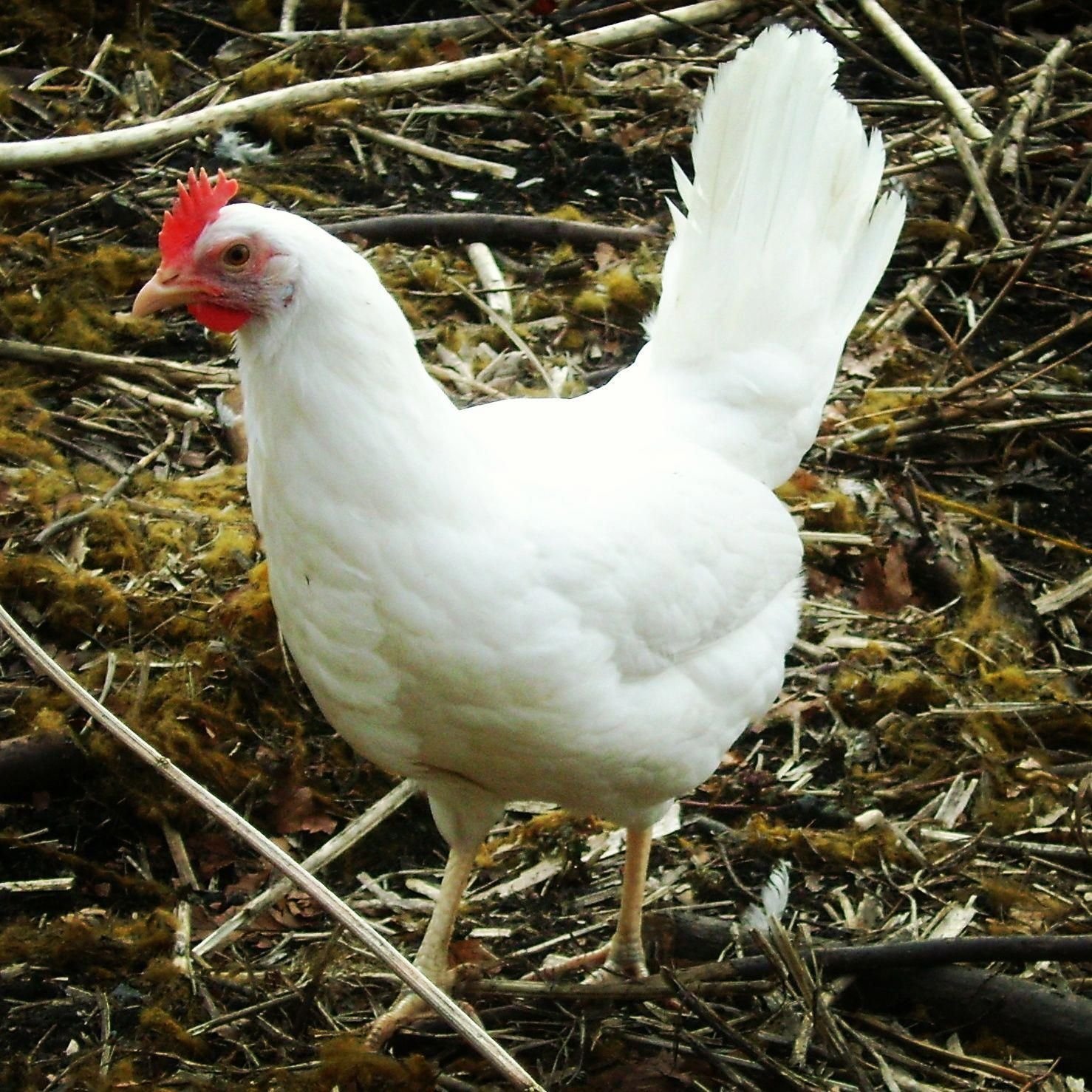 đá gà bị bắt