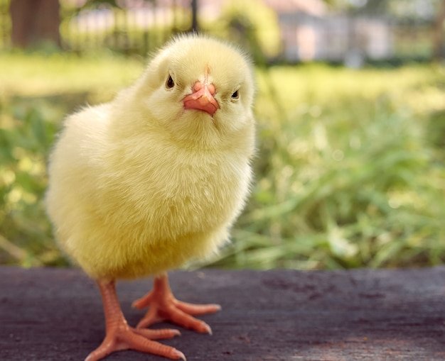 xem chân gà chọi đá hay xem chân gà chọi đá hay