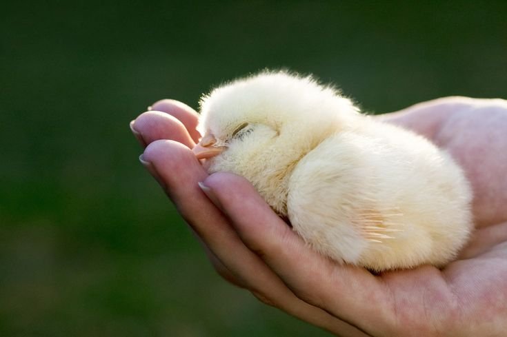 bắt 13 đối tượng đá gà ăn tiền bến tre,Bắt 13 đối tượng đá gà ăn tiền tại Bến Tre