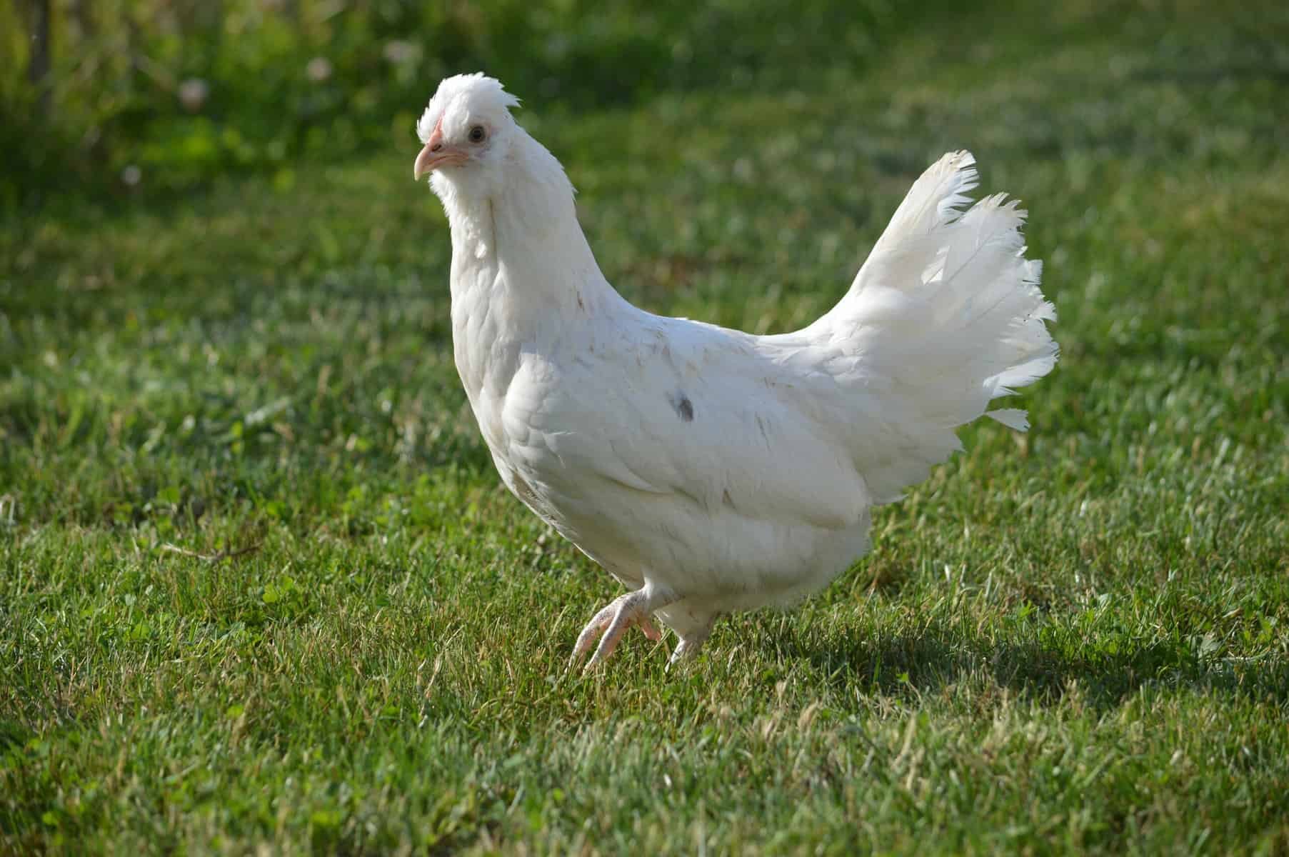 đá gà trực tiếp thomo cpc3