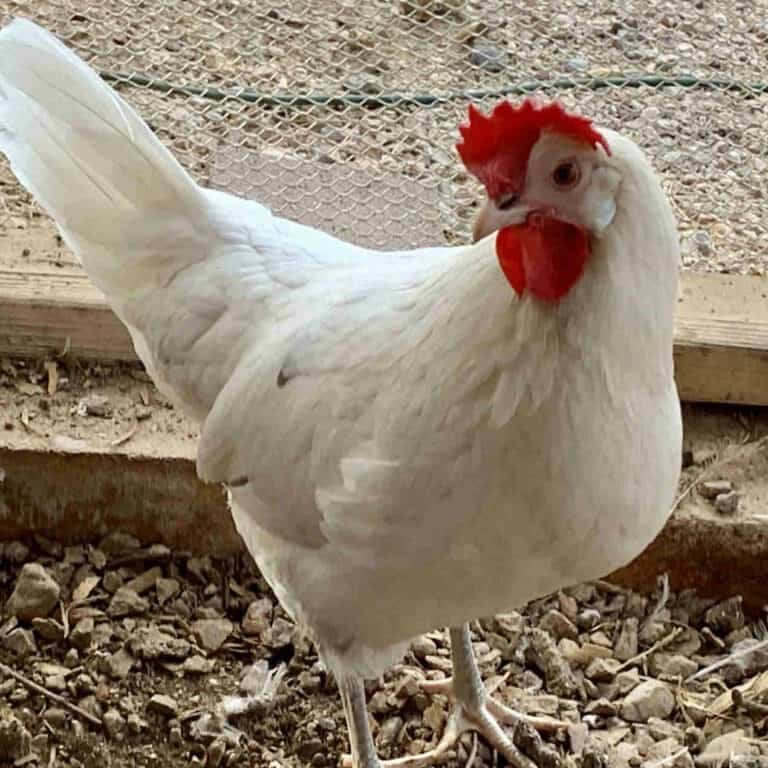 gà chọi lai có đá được không