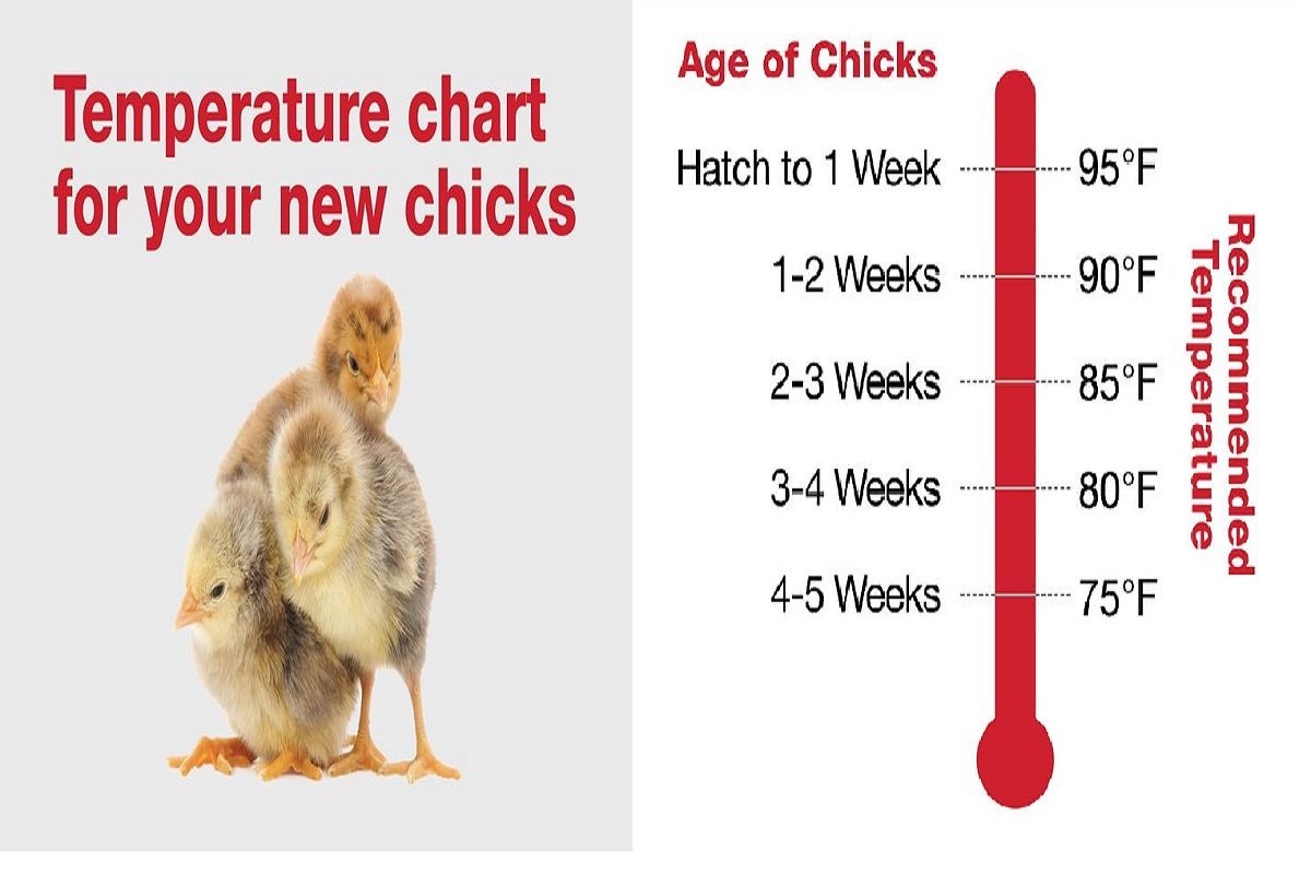 đá gà trực tiếp thomo hôm nay bình luận đá gà trực tiếp thomo hôm nay bình luận