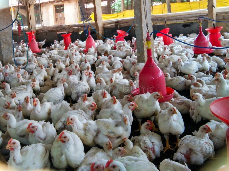 xem đá gà thomo ngày hôm nay,Thứ hai: Xem đá gà Thomo ngày hôm nay xem đá gà thomo ngày hôm nay,Thứ hai: Xem đá gà Thomo ngày hôm nay
