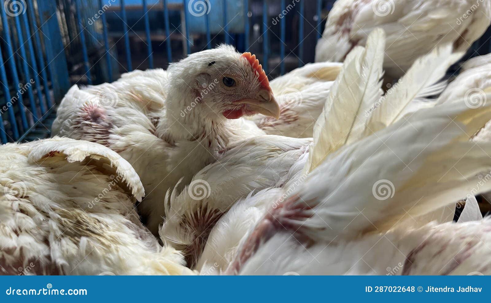 đá gà cựa sắt ăn tiền đá gà cựa sắt ăn tiền