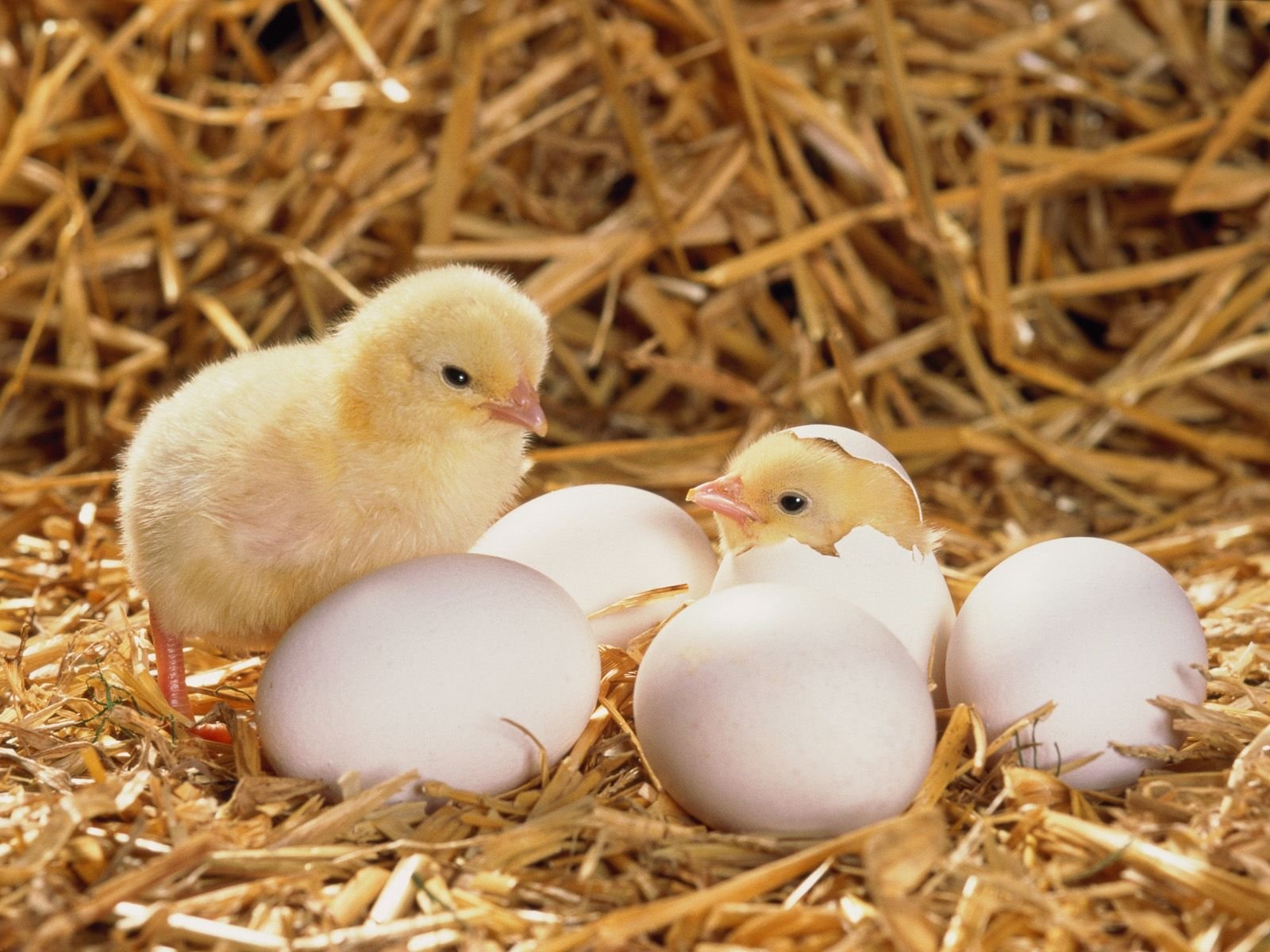 đá gà đòn hay nhất năm,Giới thiệu đá gà đòn hay nhất năm,Giới thiệu