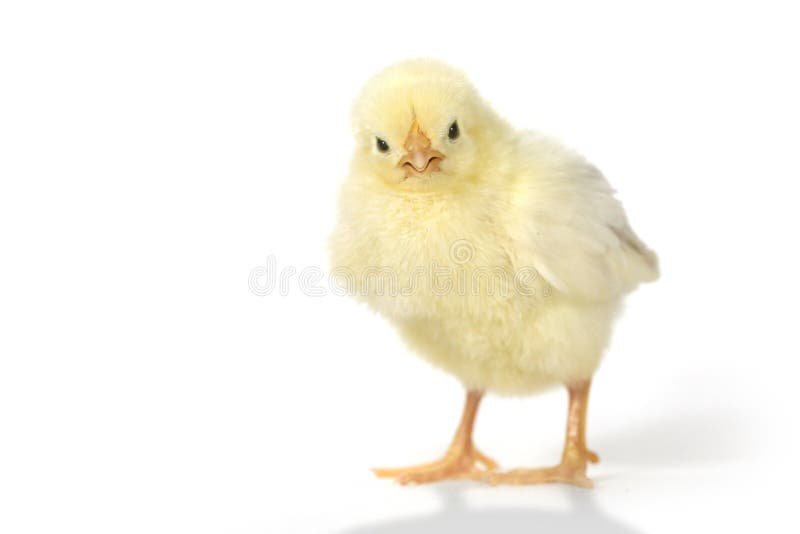 đá gà thomo gà tre đá gà thomo gà tre
