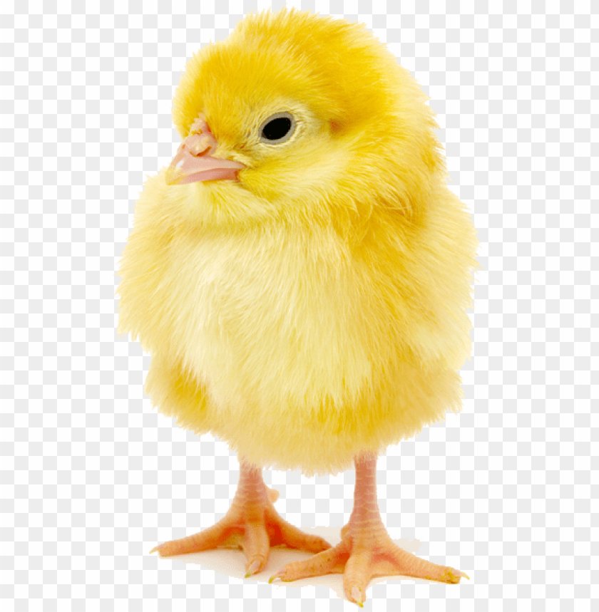 gà đá xào