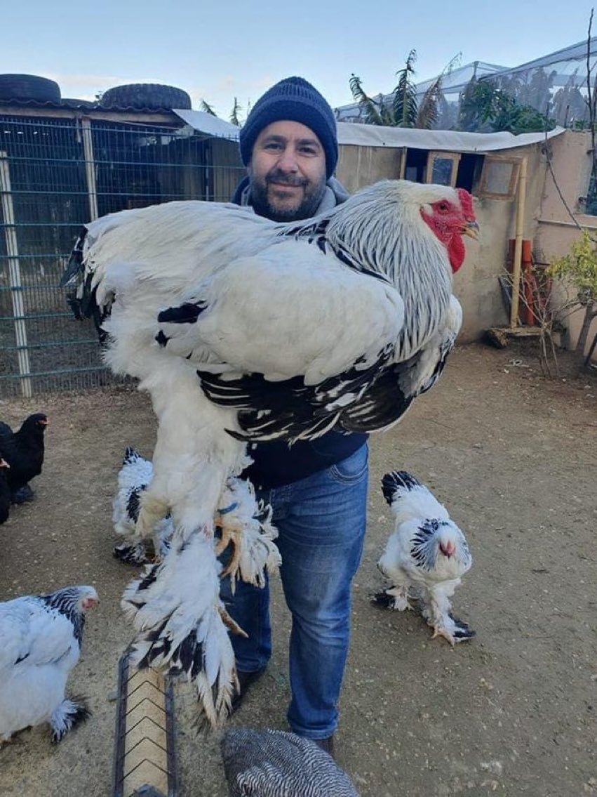 bãi đá vàng kê gà bãi đá vàng kê gà