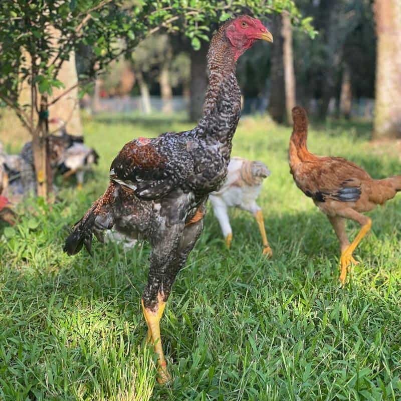 trực tiếp đá gà 68,Trực tiếp đá gà 68: Thứ hai – Kinh nghiệm và bí quyết từ những cao thủ trực tiếp đá gà 68,Trực tiếp đá gà 68: Thứ hai – Kinh nghiệm và bí quyết từ những cao thủ