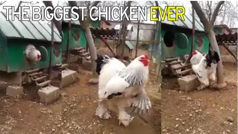 đăng ký tài khoản đá gà thomo,Đăng Ký Tài Khoản Đá Gà Thomo: Hướng Dẫn Chi Tiết Độ C đăng ký tài khoản đá gà thomo,Đăng Ký Tài Khoản Đá Gà Thomo: Hướng Dẫn Chi Tiết Độ C