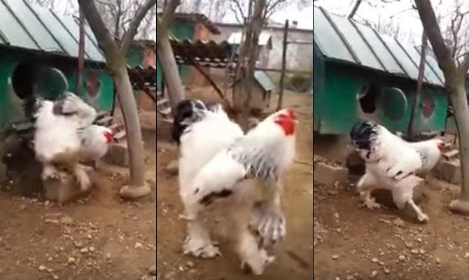 xem đá gà trực tiếp c1,Giới Thiệu Độ C Trong Đá Gà Trực Tiếp C1 xem đá gà trực tiếp c1,Giới Thiệu Độ C Trong Đá Gà Trực Tiếp C1