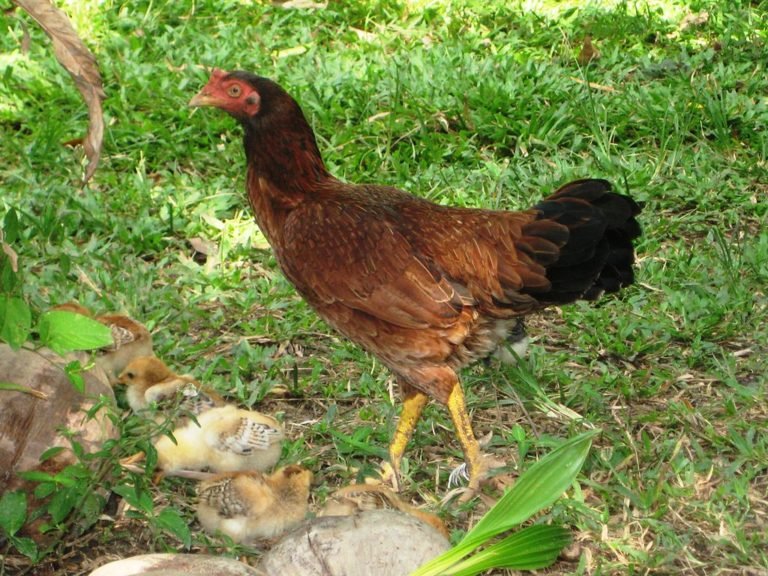 đá gà trực tiếp c1 c2 c3 c4,Giới thiệu về đá gà trực tiếp đá gà trực tiếp c1 c2 c3 c4,Giới thiệu về đá gà trực tiếp