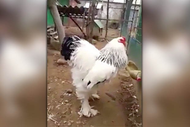 cách nuôi gà tre đá tiền cách nuôi gà tre đá tiền
