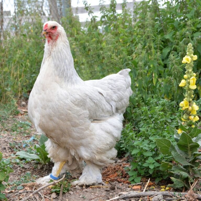 cách băng cựa gà đá cách băng cựa gà đá