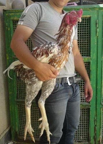 mua gà đá cao lãnh mua gà đá cao lãnh