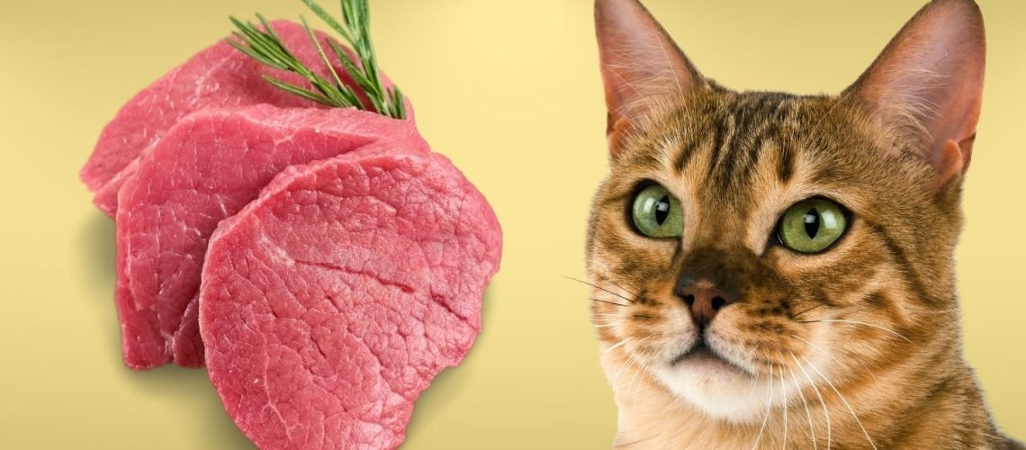 đá gà cựa sắt thomo mới nhất hôm nay,Đá gà cựa sắt Thomo mới nhất hôm nay: Độ c và chi tiết giới thiệu đá gà cựa sắt thomo mới nhất hôm nay,Đá gà cựa sắt Thomo mới nhất hôm nay: Độ c và chi tiết giới thiệu