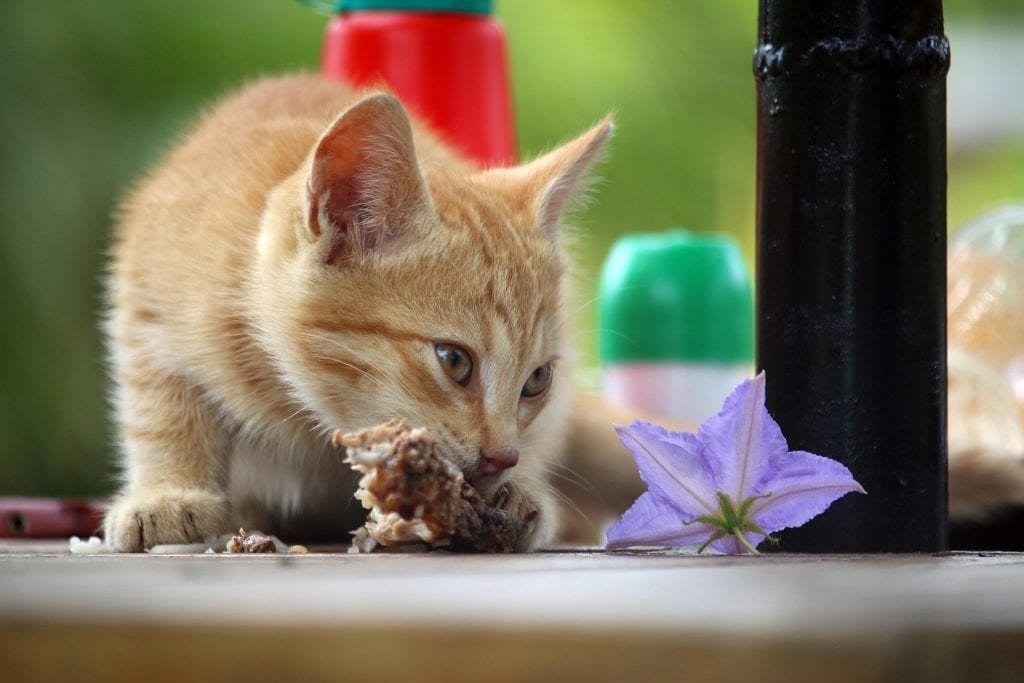 gà đá thomo,Giới thiệu chi tiết về Ga Đá Thomo gà đá thomo,Giới thiệu chi tiết về Ga Đá Thomo