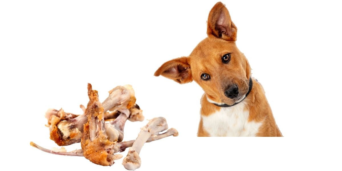 cách xem vảy gà đá cựa co hinh,Cách Xem Vảy Gà Đá Cựa Co Hình: Thứ Hai Cho Tiêu Đề Bài Viết cách xem vảy gà đá cựa co hinh,Cách Xem Vảy Gà Đá Cựa Co Hình: Thứ Hai Cho Tiêu Đề Bài Viết