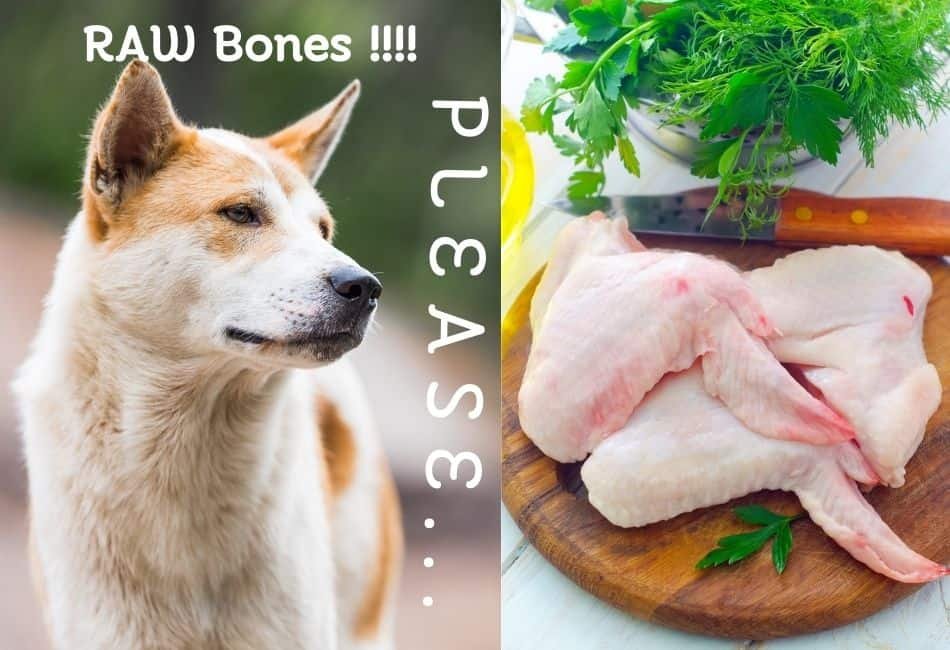 đá gà trực tiếp 999 hôm nay,Đá gà trực tiếp 999 hôm nay: Thứ hai – Kết quả và phân tích chi tiết