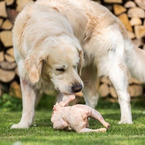 đá gà trực tiếp thomo hôm nay bình luận viên,Đá gà trực tiếp Thomo hôm nay: Bình luận viên Thứ hai giới thiệu đá gà trực tiếp thomo hôm nay bình luận viên,Đá gà trực tiếp Thomo hôm nay: Bình luận viên Thứ hai giới thiệu