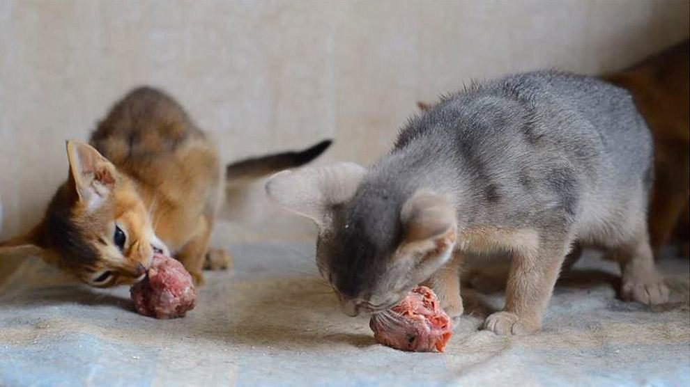 đá gà cựa sắt tiền giang,Đá gà cựa sắt Tiền Giang: Thứ hai, Đặc điểm và Ý nghĩa đá gà cựa sắt tiền giang,Đá gà cựa sắt Tiền Giang: Thứ hai, Đặc điểm và Ý nghĩa