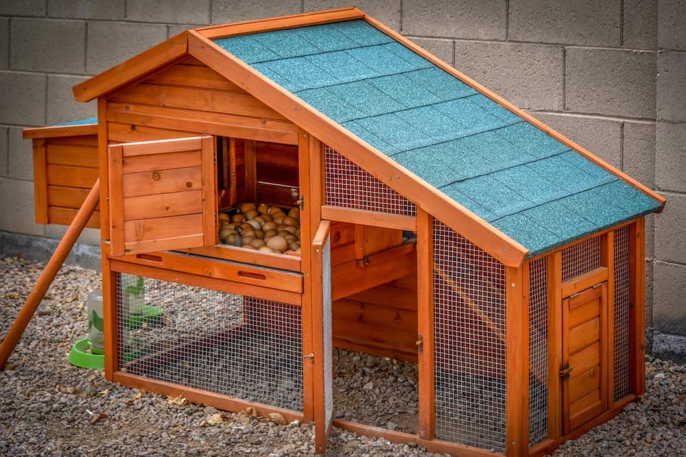 cách trị gà đá biếng ăn cách trị gà đá biếng ăn