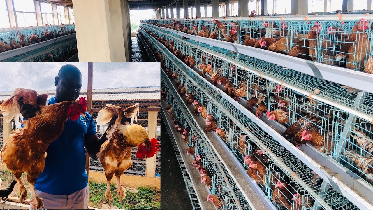 xem đá gà đòn hà nội,Đá Gà Đòn Hà Nội: Thứ Hai – Điểm Định Của Một Truyền Thống Độc Đáo